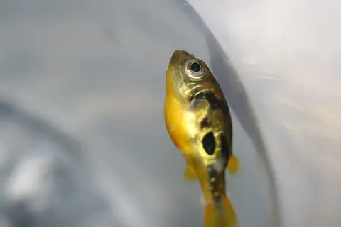 Pea Puffer jantan perut kuning berenang di sepanjang kaca akuarium