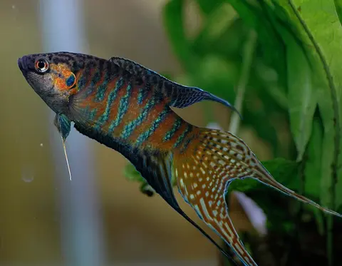 Ikan Paradise jantan berenang miring, sirip ekor panjang di akuarium tanaman air