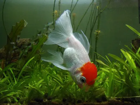 Ikan Oranda tutup kepala merah berbadan putih berenang di antara tanaman air