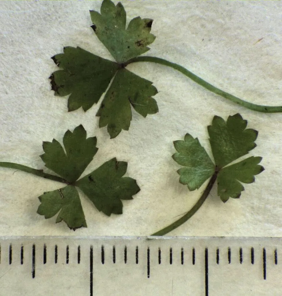Rau má lá nhỏ Nhật, Hydrocotyle tripartita