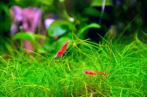 กุ้งเชอร์รี่สีแดงคลานบนพรมหญ้าน้ำสีเขียว