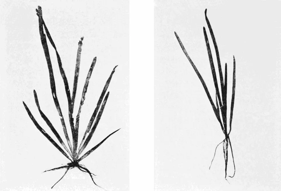 Vallisneria spiralis growth in loamy and sandy soils