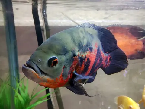 Oscar tiger merah hitam tampak samping di akuarium kaca