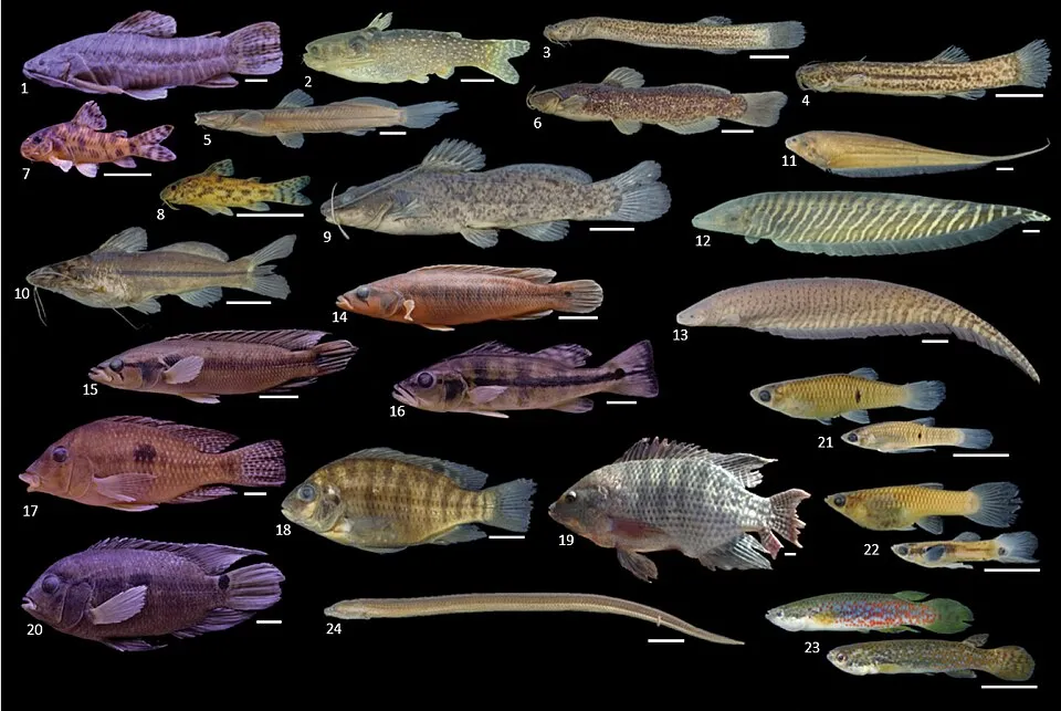 Figure 7; Siluriformes (Loricariidae absent), Gymnotiformes, Cichliformes, Cyprinodontiformes, and Synbrachiformes collected in the Uberaba River: Megalechis thoracata Tatia neivai Trichomycterus cand