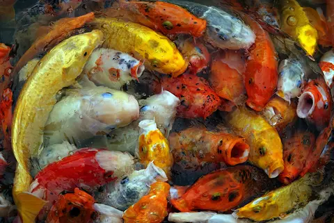 ฝูงปลาคาร์ปหลายสีแย่งกันบนผิวน้ำ