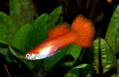Guppy jantan berekor merah oranye di akuarium tanaman air