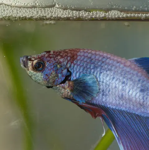 Cupang biru keunguan muda, foto close-up di dalam akuarium