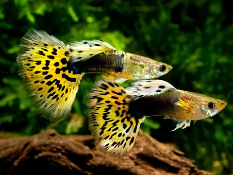 Dua guppy jantan berekor kuning berbintik hitam berenang dekat kayu apung