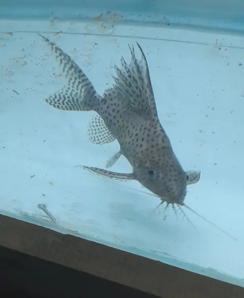 Synodontis Eupterus