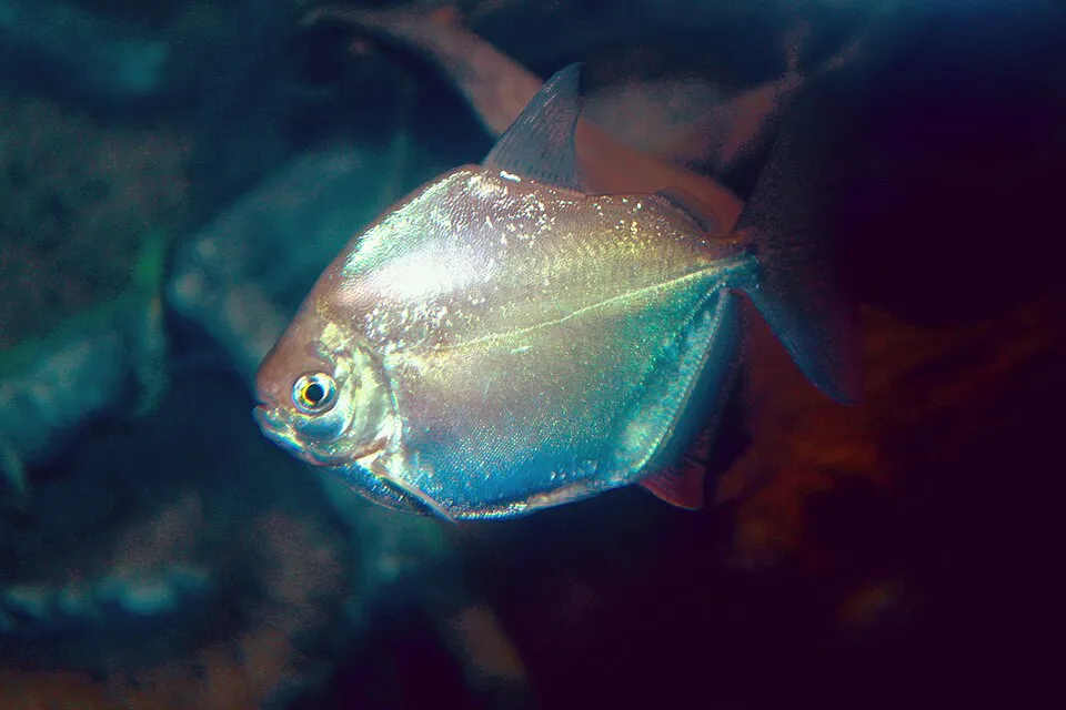 Silver Dollar Metynnis argenteus