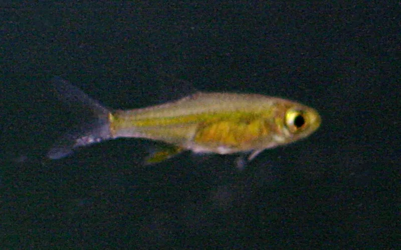 Microdevario kubotai (Kottelat & Witte, 1999)