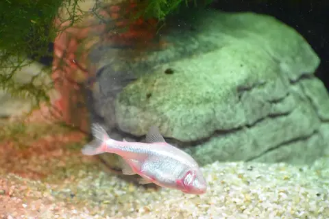 Blind Cave Tetra