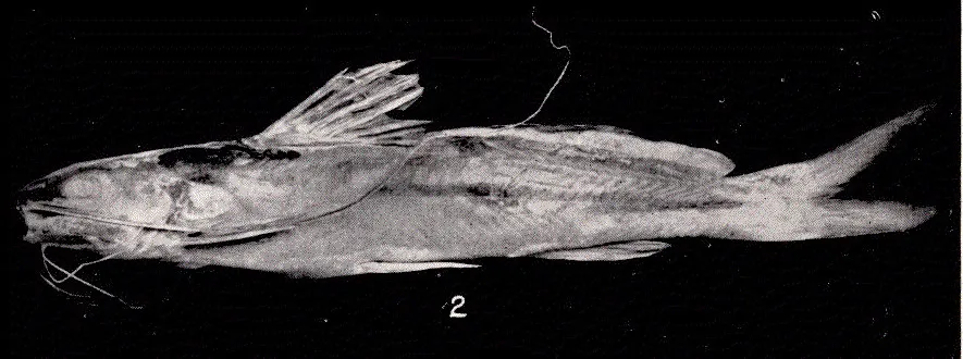 Pimelodella gracillis Valenciennes Subject: Pimelodidae, Catfishes Tag: Fish