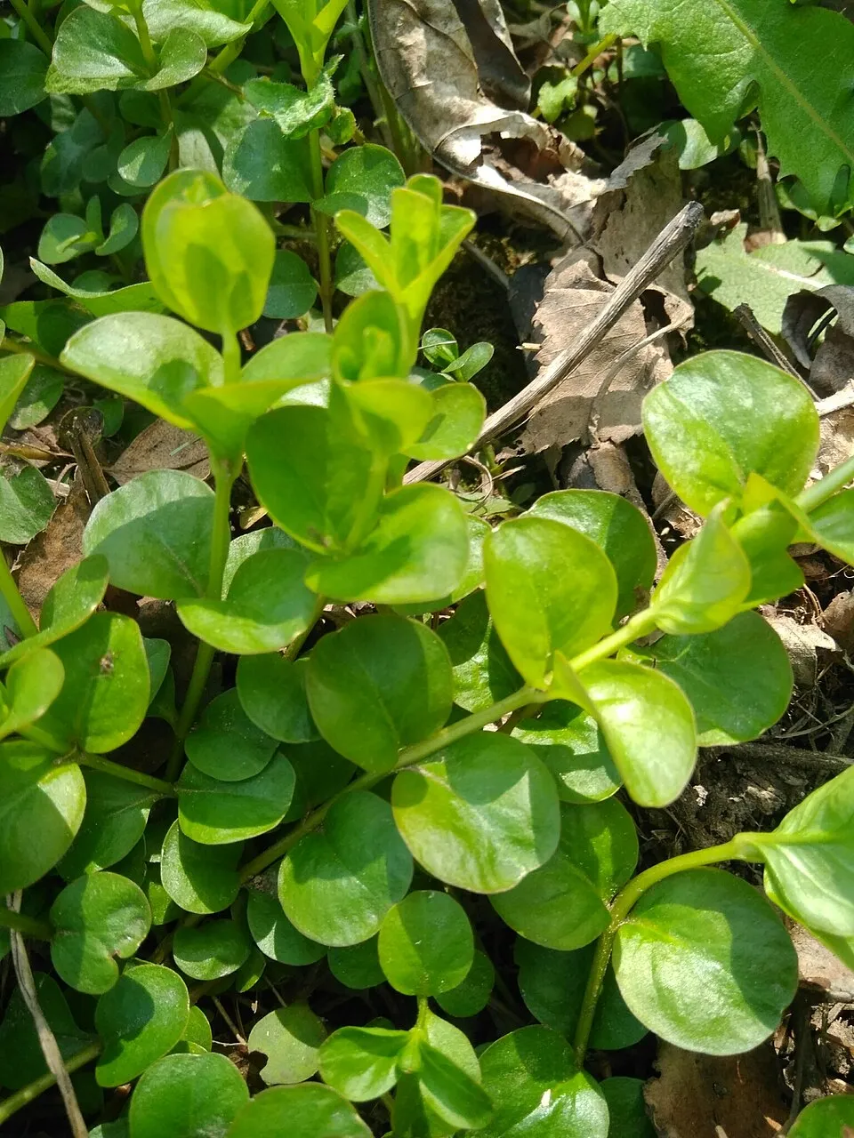 creeping Jenny (Lysimachia nummularia)
