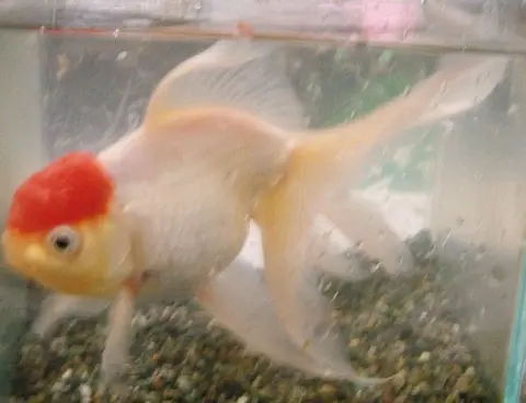 Ikan mas Oranda berbadan putih berkepala merah di dalam akuarium kaca