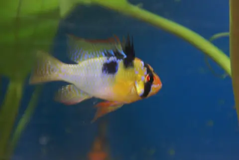 Ramirezi jantan berenang di akuarium berdasar biru