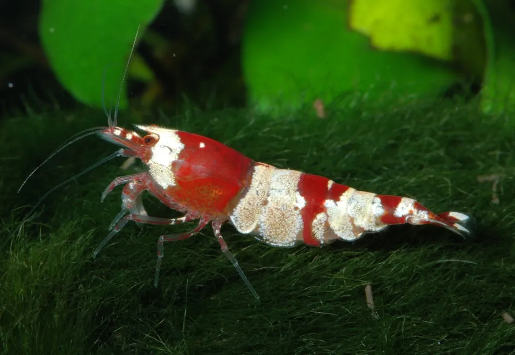 กุ้งคริสตัลเรด (Crystal red shrimp)