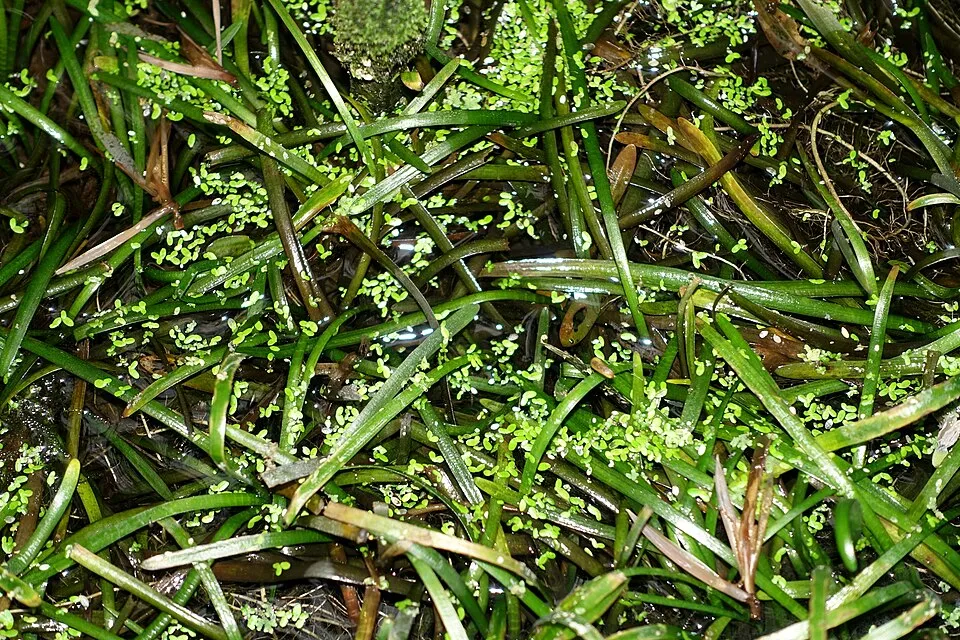Botanical specimen in the Botanischer Garten - Heidelberg, Germany.