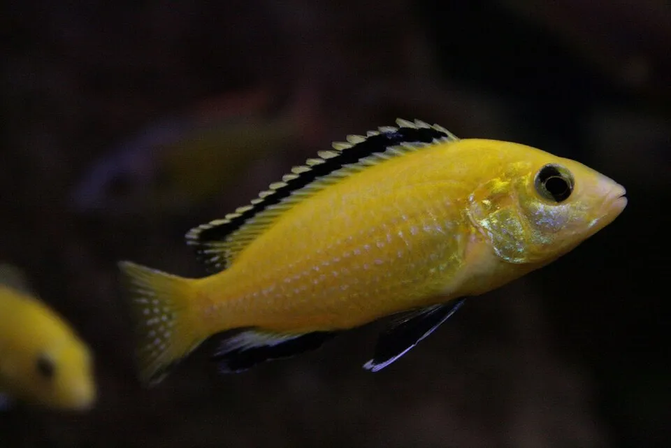 Cá hoàng hậu vàng, Labidochromis caeruleus