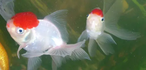 Dua ikan Oranda tutup kepala merah berbadan putih bersirip panjang di dalam akuarium