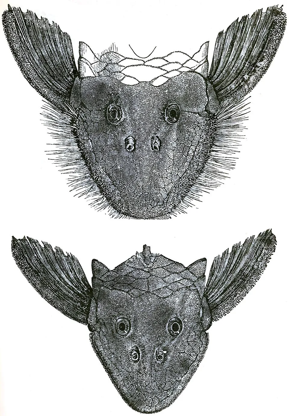 Cá pleco vòng hoa, Pseudancistrus barbatus