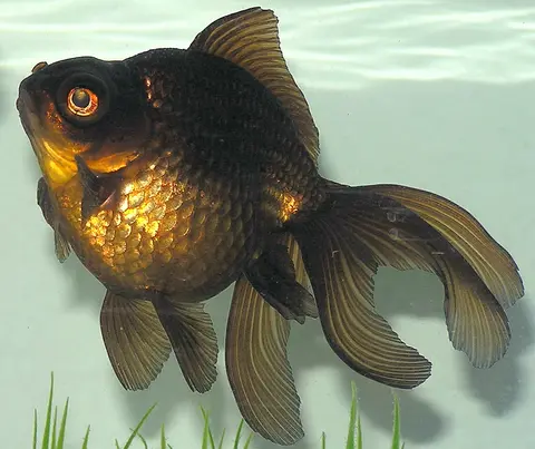 Ikan mas Black Moor berbadan bulat dengan sirip ekor mengembang di dalam akuarium