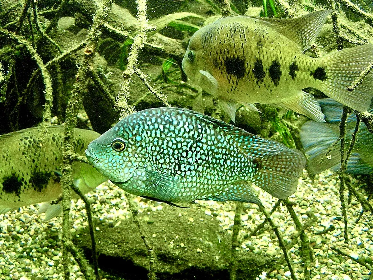 Herichthys carpintis PEARLSCALE CICHLID. Wilhelma Zoological-Botanical Garden Stuttgart.