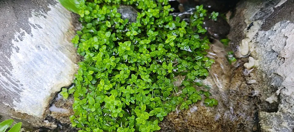 Micranthemum glomeratum (pearlweed) growing emersed
