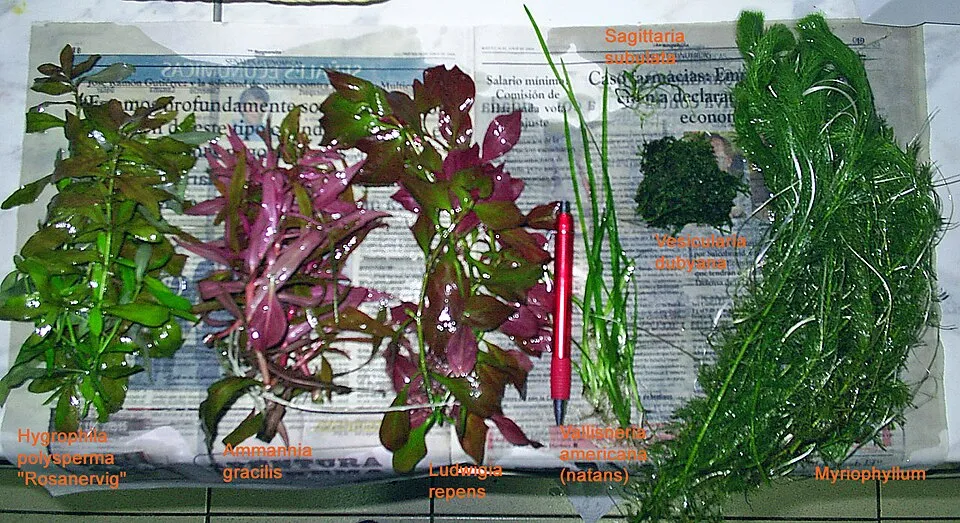 Cây đại hồng hà, Hygrophila polysperma 'Rosanervig'