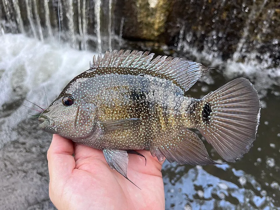 Texas Cichlid (Herichthys cyanoguttatus)