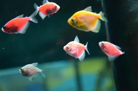 Beberapa ikan GloFish tetra merah, oranye, dan putih di dalam akuarium