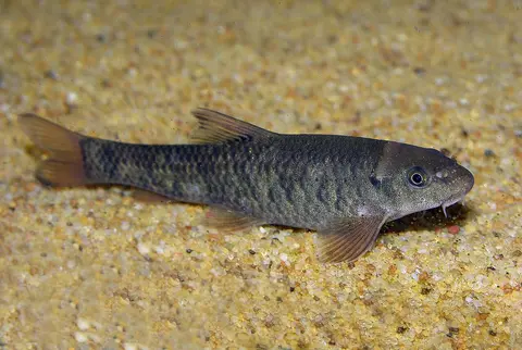 Ikan Dokter