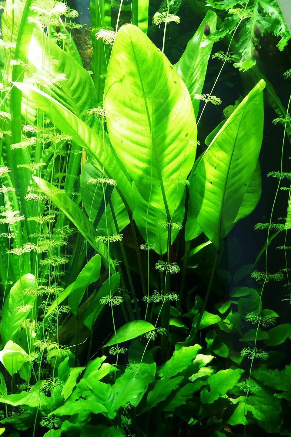 Ráy lá dài (Anubias barteri var. glabra), Anubias barteri var. glabra