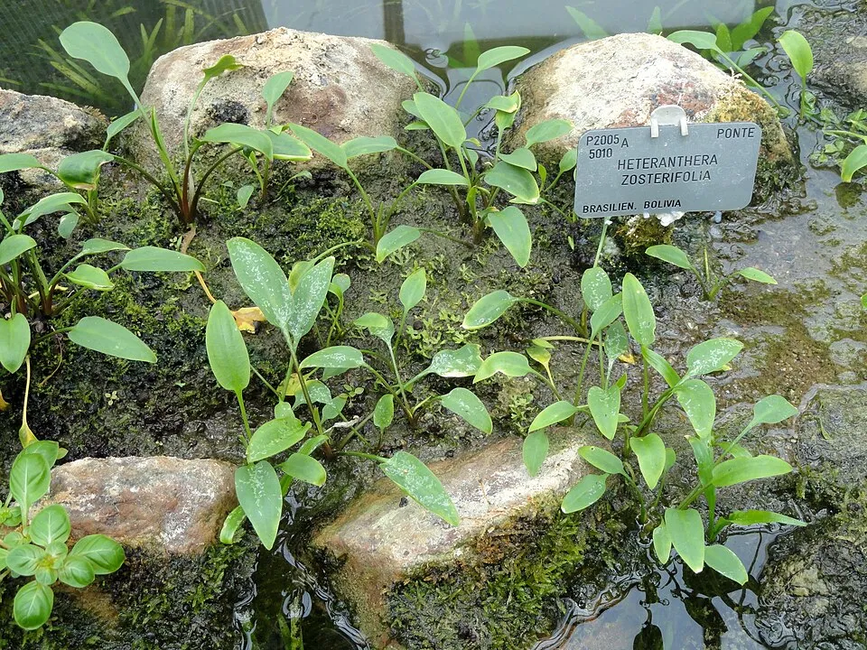 Cây lưỡi mác Nam Mỹ, Heteranthera zosterifolia