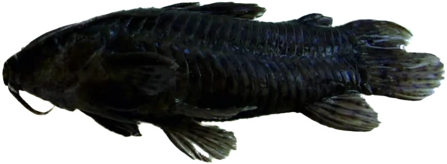 Fish fauna from the Rio Pilcomayo National Park. Per the source, they are listed as:(49) Pimelodella laticeps;(50) Rhamdia quelen;(51) Tridentopsis cahuali;(52) Callichthys callichthys;(53) Corydoras 