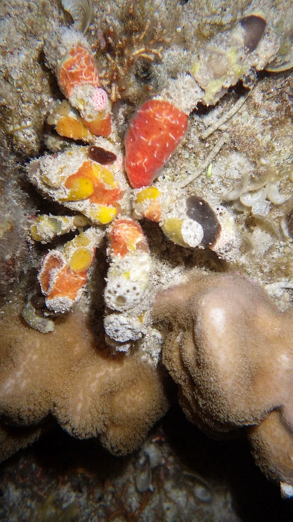 Reef Decorator Crab (Camposcia retusa)
