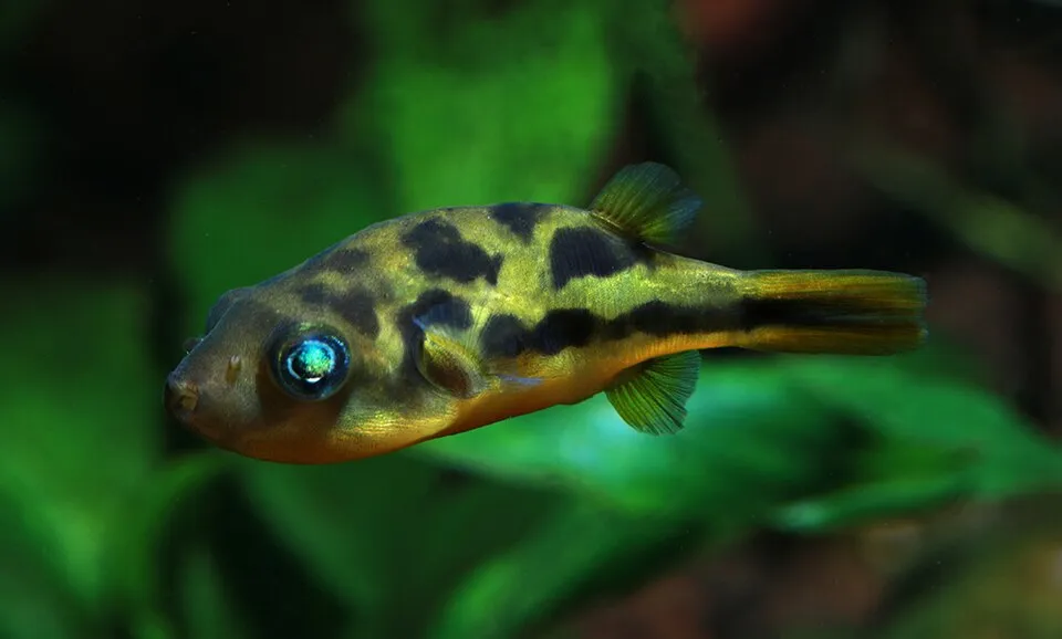 Carinotetraodon travancoricus (Pea Puffer)