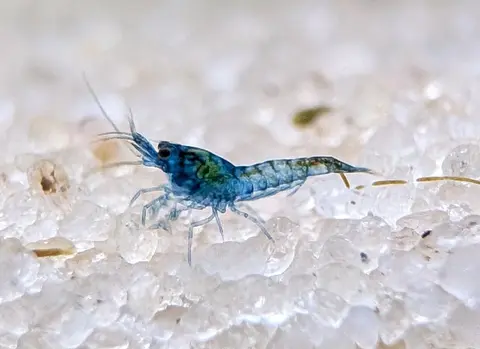 กุ้งเชอร์รี่สีน้ำเงินบนพื้นทรายขาวในตู้