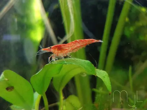 กุ้งเชอร์รี่สีแดงส้มเกาะบนใบไม้น้ำในตู้