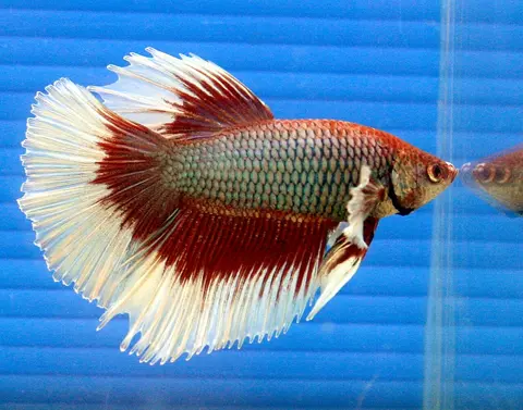 Cupang jantan berekor half moon merah putih