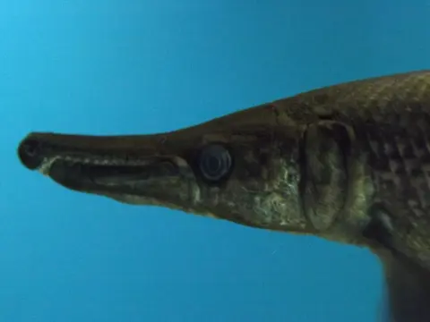 Ikan aligator