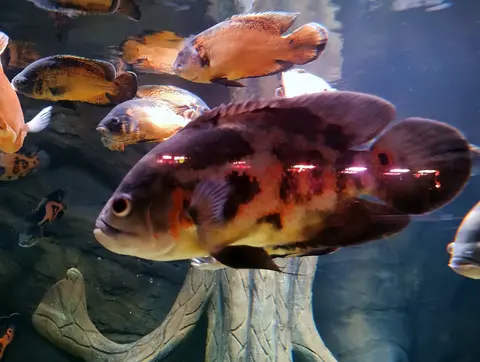 Oscar belang hitam oranye berenang di akuarium besar