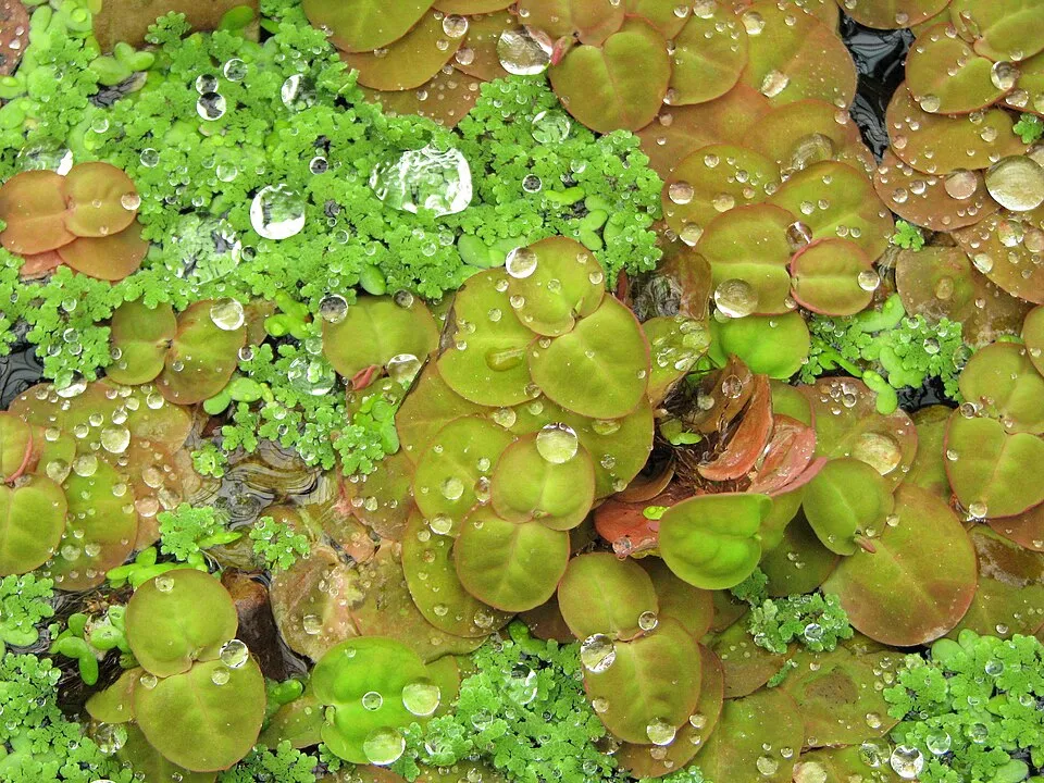 Cây Phyllanthus fluitans