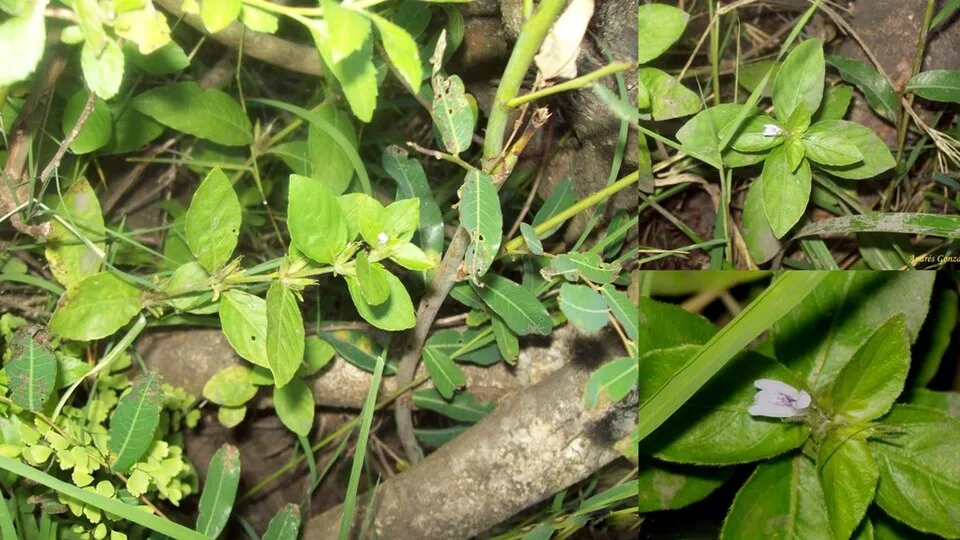 Cây thủy cúc lá hẹp Hygrophila costata, Hygrophila costata