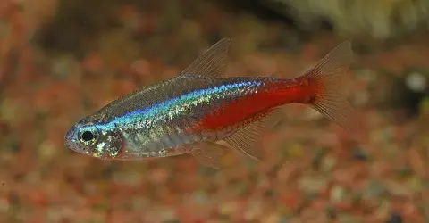 ปลานีออนมองจากด้านข้าง ลำตัวมีแถบสีน้ำเงิน ท้องสีแดง พื้นกรวดสีแดง