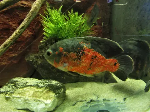 Oscar merah oranye di akuarium dengan batu dan tanaman
