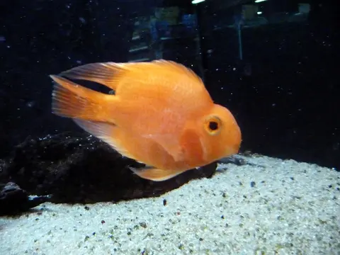 ปลาหมอนกแก้วสีส้มว่ายใกล้พื้นทรายในตู้