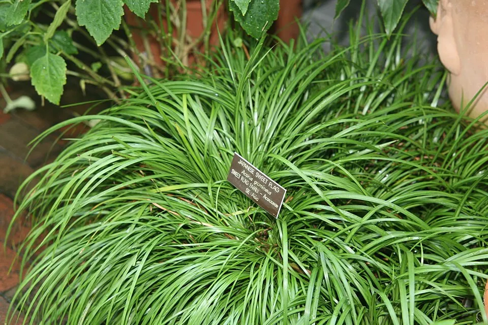 Acorus, Acorus gramineus