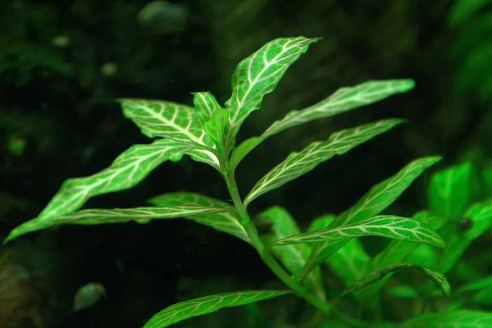 Hygrophila polysperma 'Rosanervig' in an aquarium. It gets more pink under better light.