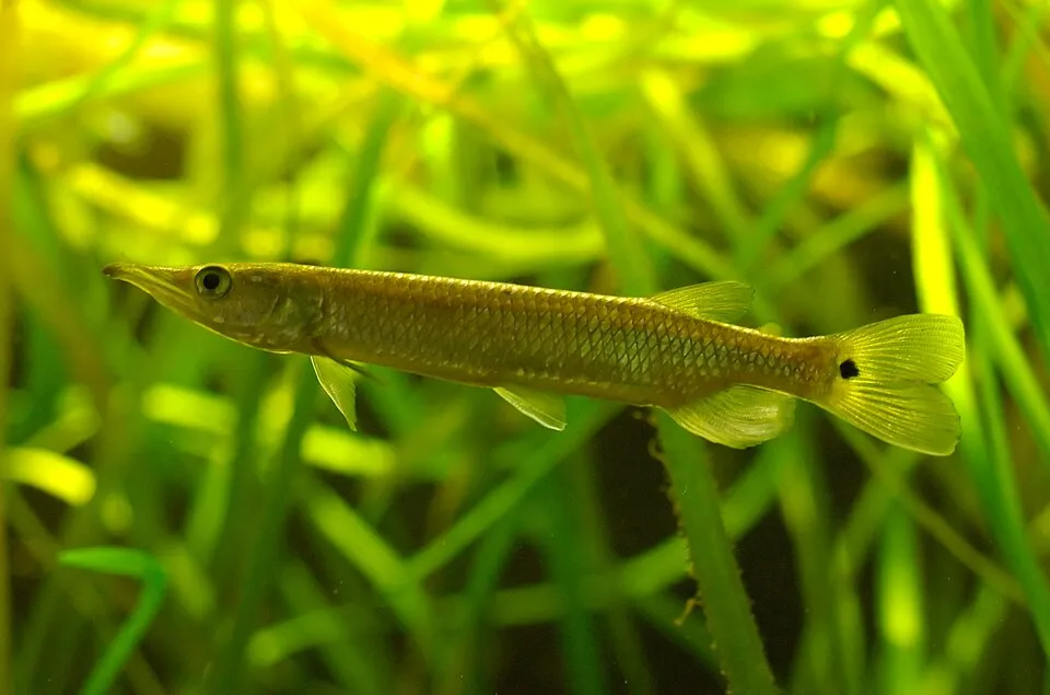 Ctenolucius hujeta, Zoo Leipzig